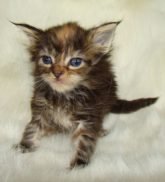     Catsvill County!   !    !       !!!    Catsvill County +7-926-544-74-09     .   ,   ,   ,    ,   ,  ,     ,   -,    ,   !